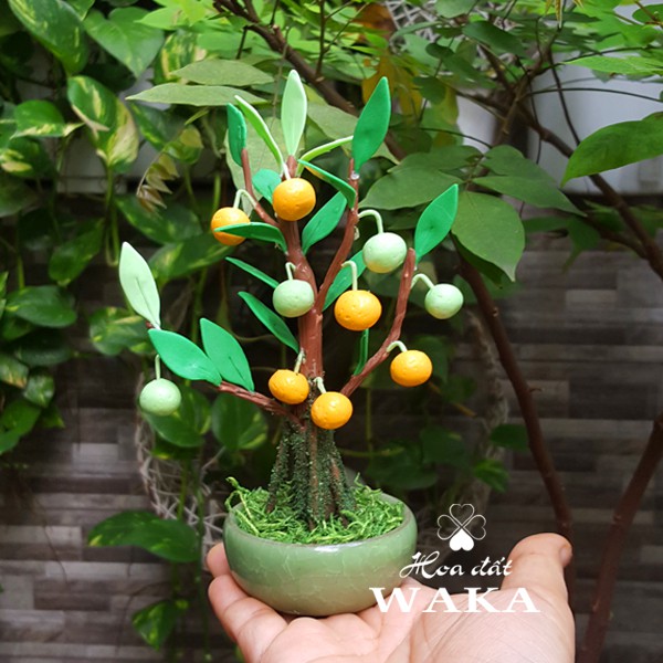 Bonsai Mini- Cây Quýt Mini 01