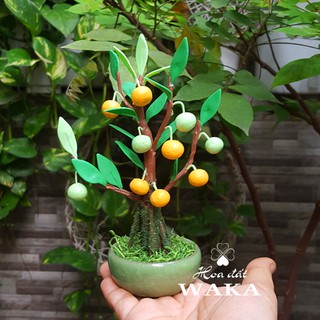 Bonsai Mini- Cây Quýt Mini 01