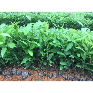 Cây chè - Cây giống chè xanh chất lượng cao (100% ảnh thật mua 10cây tặng 2 cây)