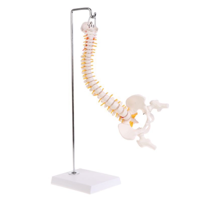 Mô Hình Cột Xoay Linh Hoạt 45cm