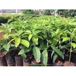 Cây giống bơ ngón tay loka