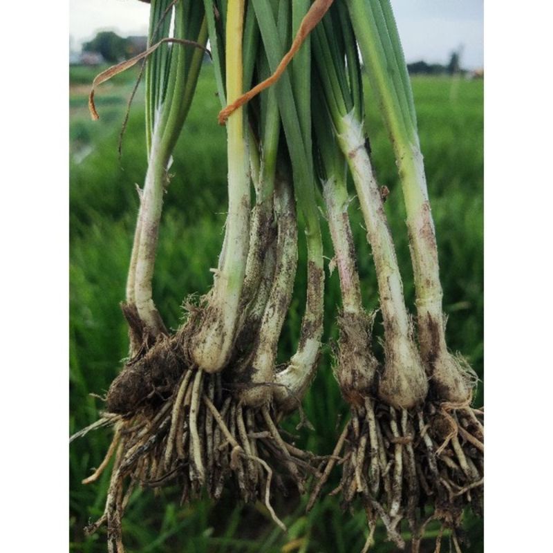 Củ Hẹ Đặc biệt ( 500 Củ )