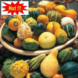 Hạt Giống Bí MIni - 10 Hạt