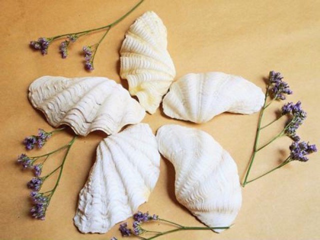 Vỏ tai tượng trang trí