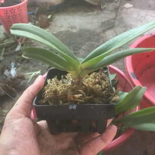 Ngọc điểm giống đủ màu cây 9 tháng