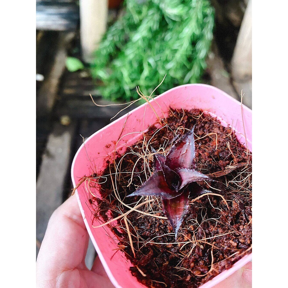 Cây giống Cryptanthus bivittatus Red Star (Dứa Cảnh Sao Đỏ) chậu nhựa