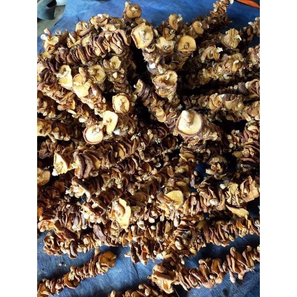 Nấm hương rừng