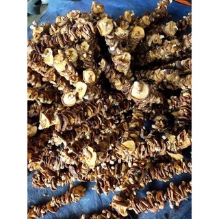 Nấm hương rừng