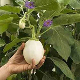 Hạt giống Cà pháo trứng (Cà trứng ngỗng) - Gói 40 hạt