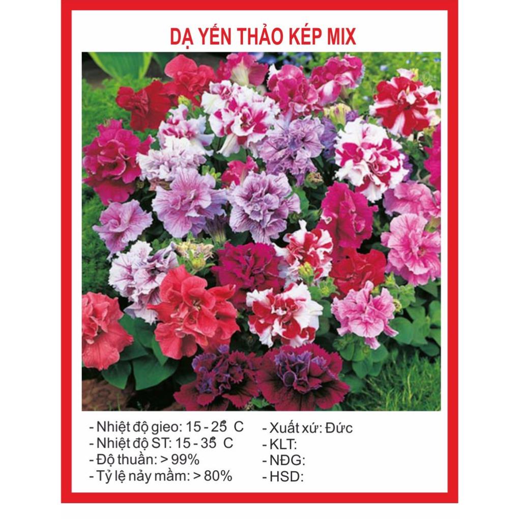 Hạt giống Hoa Dạ Yến Thảo Kép F1 50 Hạt hạt giống bốn mùa