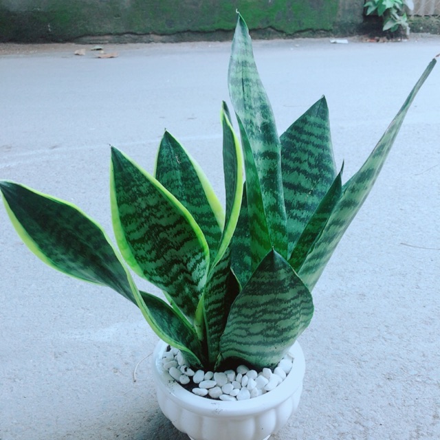 Chậu Lưỡi Hổ Cao