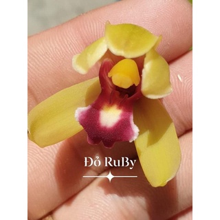 Lan kiếm Đỏ Ruby hàng cây giống 8 tháng tuổi