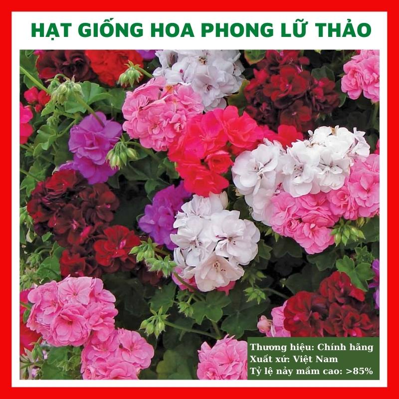 Hạt giống hoa phong lữ (hoa phong lữ thảo đẹp trồng chậu, sân vườn ban công nảy mầm cao 10 hạt