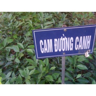 Cây cam đường canh