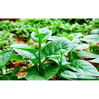 HẠT GIỐNG MỒNG TƠI CAO SẢN