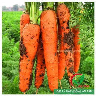 5gr - HẠT GIỐNG CÀ RỐT F1