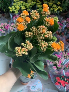 Cây sống đời