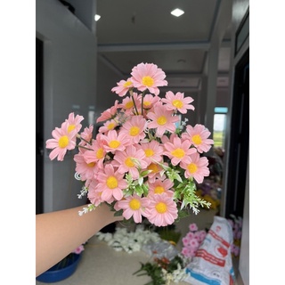 cúc tana siêu đẹp