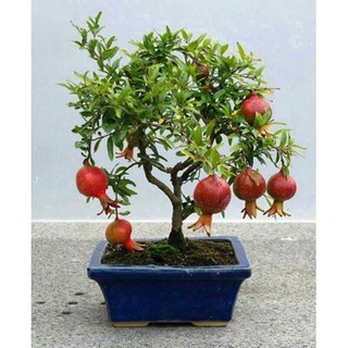 Hạt giống lựu lùn bonsai_ 10 hạt tặng kèm 3 viên nén kích thích ươm hạt giống
