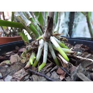 Siêu kích  rễ  Mỹ Take root 56gr