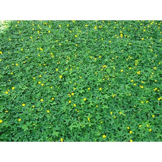 Gói 100 hạt giống cỏ lạc trường niên - lạc dại - cỏ đậu phộng lùn - bé mầm shop 1️⃣1️⃣