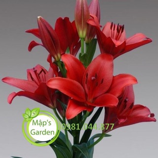 Củ hoa ly màu đỏ (GIỐNG HÀ LAN) trồng tết