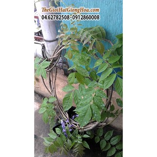 CÂY HOA LEO TỬ ĐẰNG TÍM