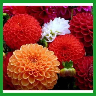 Hạt giống hoa Thược Dược