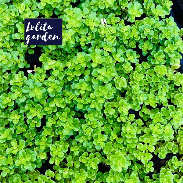 SEN ĐÁ CỎ SEDUM LỤC HÀ SIZE BÉ, HÀNG ĐÀ LẠT, SIÊU XINH SIÊU KHỎE, LỖI 1 ĐỔI 1