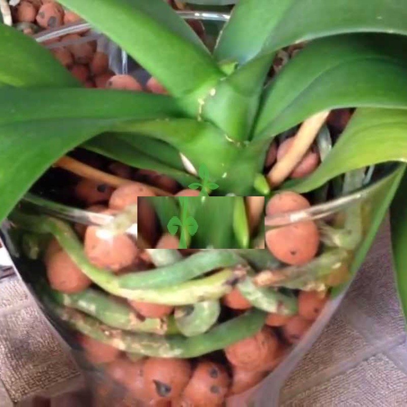 Viên đất nung trồng cây, giá thể đất nung giống cây trồng phú nông, thể tích gói 1 lít