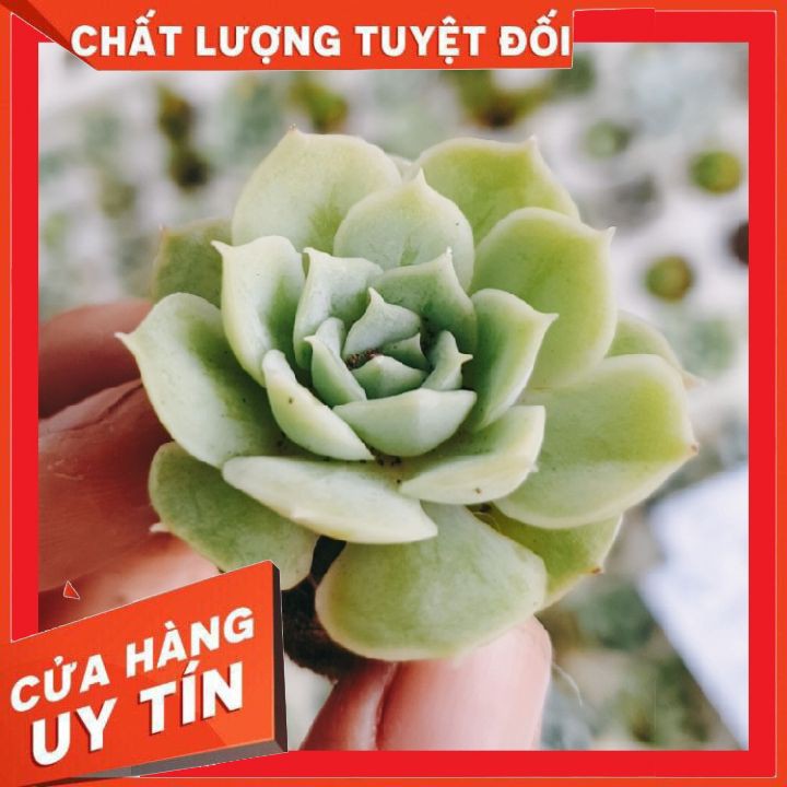 Sen đá ngọc bích size mini  ❌ FREE SHIP ❌ xuất xứ Đà Lạt, đã thuần khí hậu