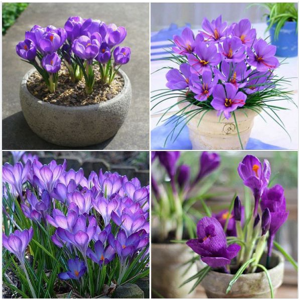 Bộ 3 Củ giống hoa nghệ tây hoa màu tím _3 củ tặng kèm 3 viên nén ươm củ