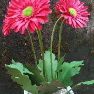 Chậu Hoa đồng tiền