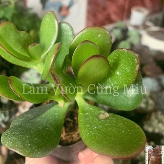 Sen Đá Thạch Bích 🍃🍃🍃 Size Bầu