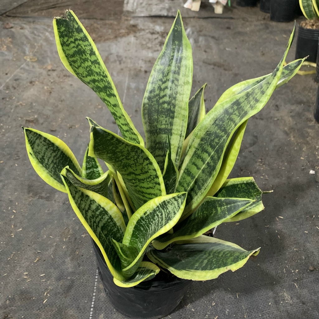 Cây lưỡi hổ trưởng thành cao 25-30cm, cây phong thủy để bàn trang trí nội thất và văn phòng