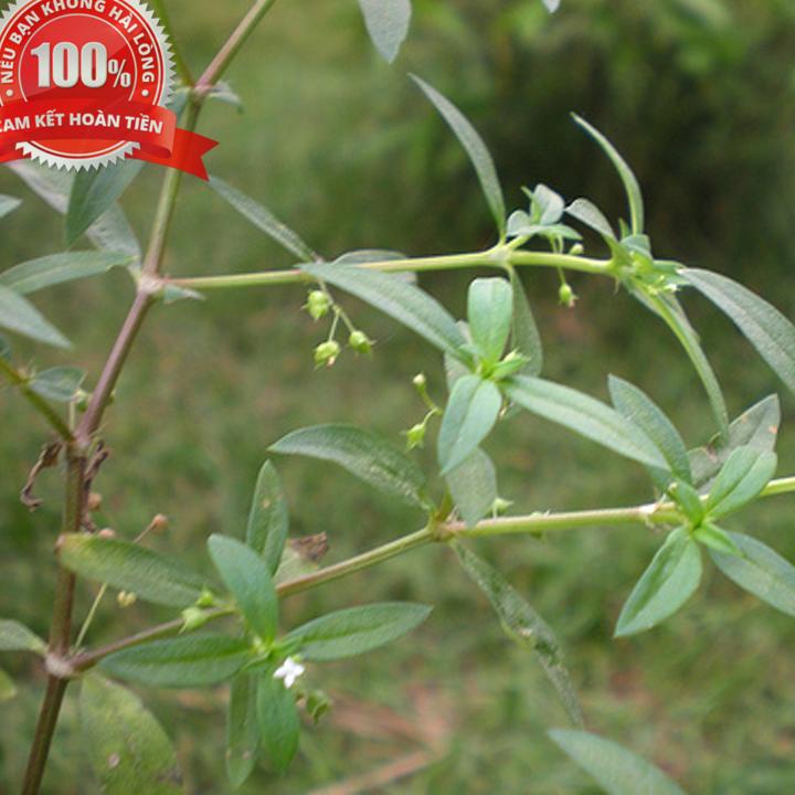 Cây bạch hoa xà thiệt thảo