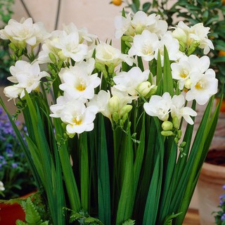Bộ 3 Củ giống hoa lan nam phi hoa màu trắng
