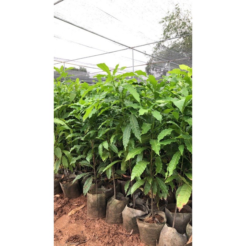 vú sữa hoàng kim cây nhỡ