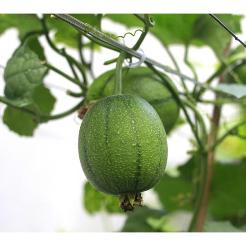 Hạt Giống Mướp Táo F1 Nhập khẩu Đài loan You know seed - 5 Hạt