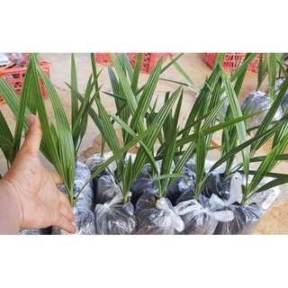 CÂY GIỐNG CHÀ LÀ SIÊU LÙN( SIÊU SỚM TRÁI TO NGỌT)
