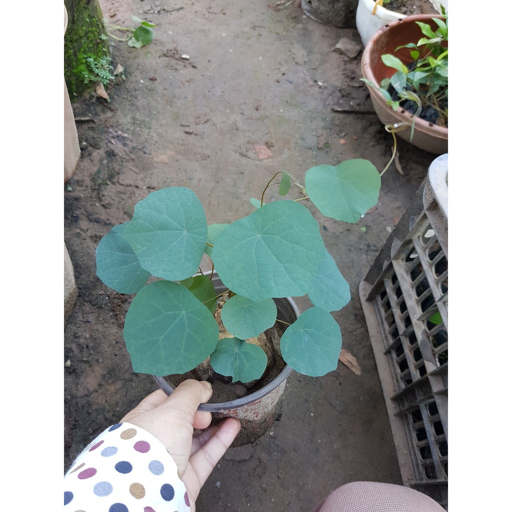Bình vôi đỏ - Số lượng có hạn