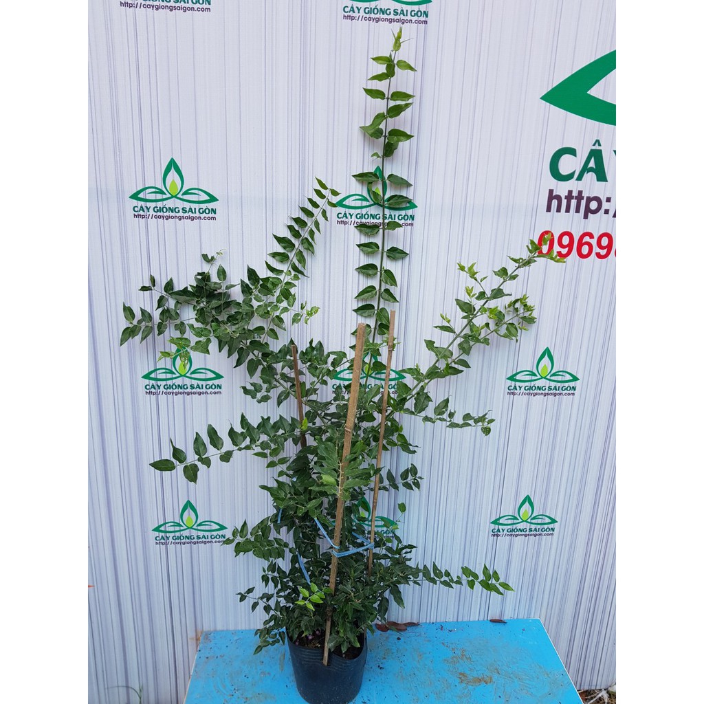 Cây nguyệt quế leo  cây cao 70m, hoa thơm, hoa quanh năm, ưa nắng, trồng chậu trồng đất đều đượC