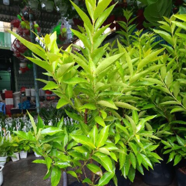Cây vối lớn