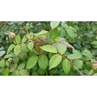 Bình Xịt ( Chất Lượng Cao ) cho hoa, cây cảnh 2 lít Phong Lan