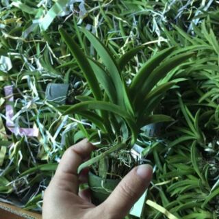 Vũ nữ bút chì