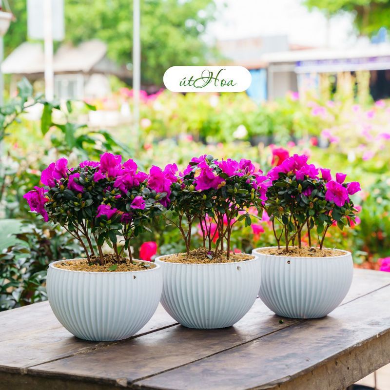 Chậu nhựa tròn trồng cây hoa loại dày sóng đẹp xinh xắn