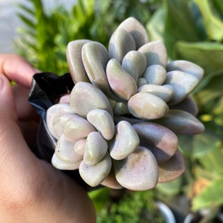 SEN ĐÁ KIM TUYẾN TRẮNG LÁ MẬP 4-6cm