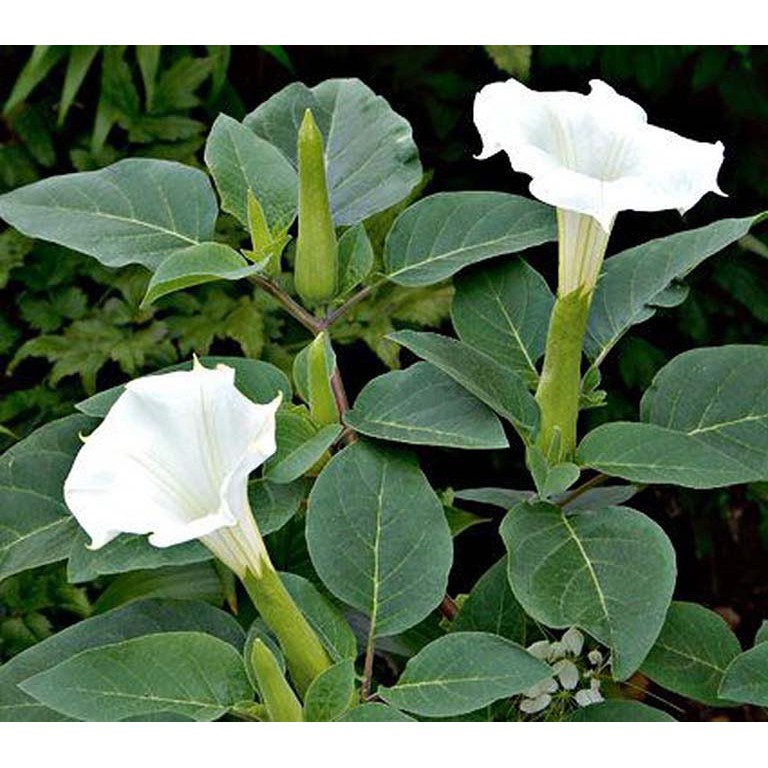 Combo Hoa, Thân, Lá và Rễ Cà Độc Dược 1kg