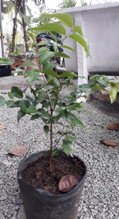 Nho thân gỗ
