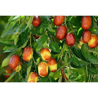 Táo Đỏ - Sấy Khô 500g